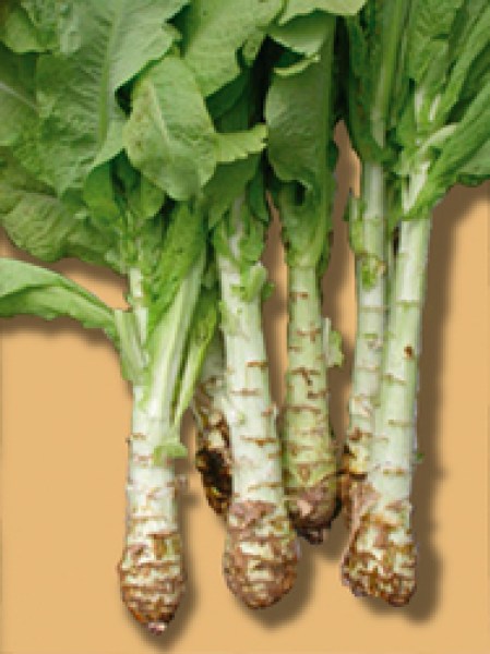 cv025_sparglovy salat